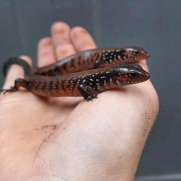 Jonge vuurskinkjes, Dieren en Toebehoren, Reptielen en Amfibieën
