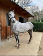 Knappe 8-jarige Ruin te koop, Dieren en Toebehoren, Minder dan 160 cm, Ruin, Zadelmak, 7 tot 10 jaar
