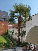Perfect trachycarpus fortunei, Tuin en Terras, Ophalen