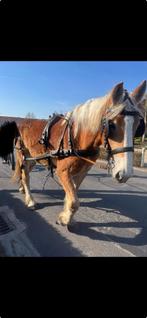 VLAAMS PAARD merrie 3j, Dieren en Toebehoren, Paarden, Merrie