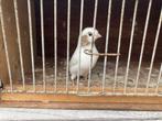 Kanarie, Dieren en Toebehoren, Geslacht onbekend, Bastaard