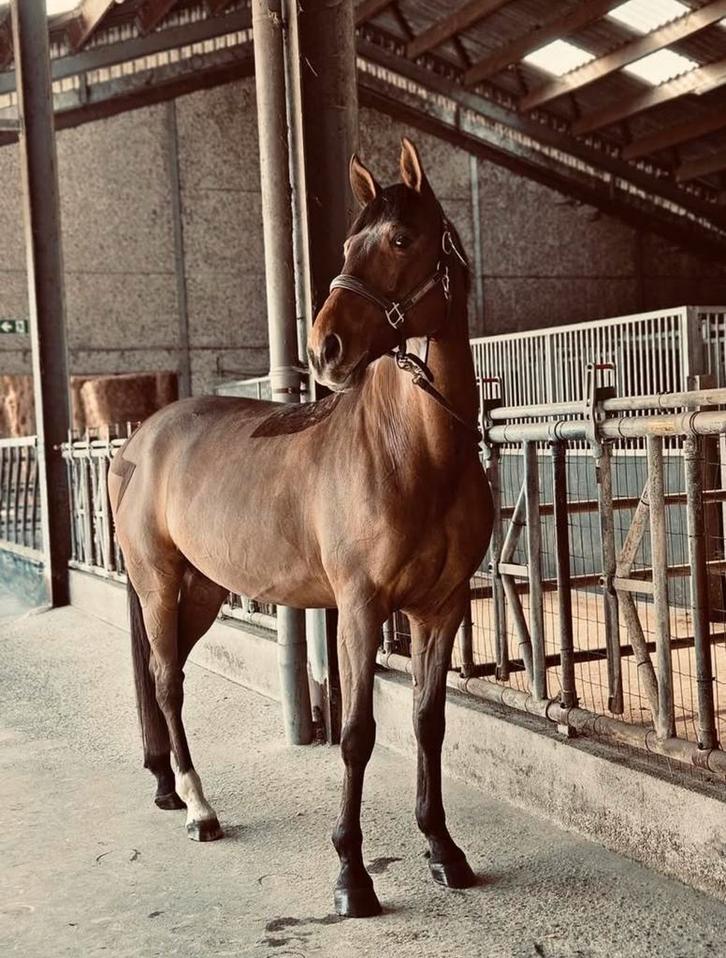 Allround paard te koop, Dieren en Toebehoren, Paarden, Ruin, 160 tot 165 cm, 7 tot 10 jaar, Ontwormd, Ingeënt