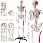 Skelet anatomie, Diversen, Schoolbenodigdheden, Ophalen
