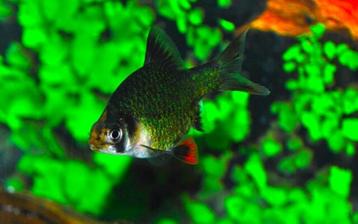 Hobbyaquarium Groene Sumatraan Zondag 17 augustus 12/17uur beschikbaar voor biedingen