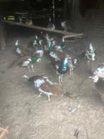 Witte en bonten pauwen, Dieren en Toebehoren