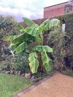Bananenboom Musa Bajoo, Tuin en Terras, Planten | Bomen, Overige soorten, Zomer, 400 cm of meer, Ophalen