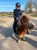Zeer lieve shetlander pony, Animaux & Accessoires, Poneys, Jument