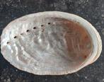 Schelp Abalone  9 cm, Ophalen of Verzenden
