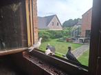 Duiven duif bermingham roller, Meerdere dieren, Tuimelaar of Roller
