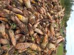 Voederbieten, Dieren en Toebehoren, Ophalen of Verzenden, Vee