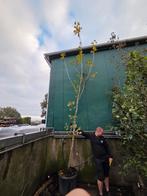 Plataan(platanus hispanica) boom 400-450cm, Tuin en Terras, Ophalen