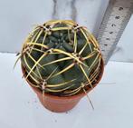 Gymnocalycium monville, Verzenden