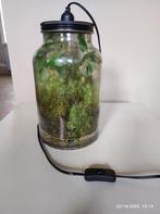 Terrarium de plantes, Ophalen