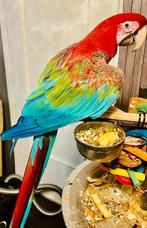 Handtamme supertamme lieve groenvleugel ara (POP) te koop!, Dieren en Toebehoren, Papegaai, Tam