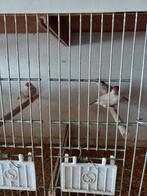 Te koop 4 beige rijstvogels (padda's), Dieren en Toebehoren, Vogels | Overige Vogels