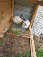 Dwerg konijntjes, Dieren en Toebehoren, Ophalen