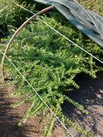 bodembedekkers lonicera pileata aan 0,50 euro/stuk, Ophalen, Bodembedekkers, Vaste plant, Bloeit niet