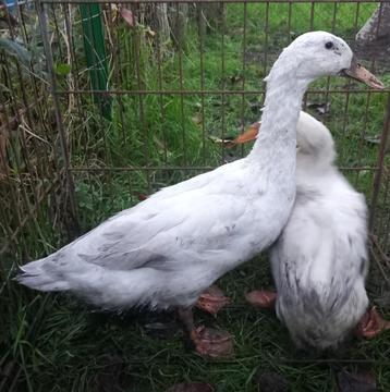 Indische loopeenden  2 witte beschikbaar voor biedingen