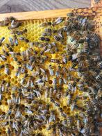 Honingbijen carnica, Animaux & Accessoires, Insectes & Araignées