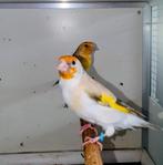 Distelvink, Dieren en Toebehoren, Vogels | Overige Vogels, Vrouwelijk, Wildzangvogel, Geringd