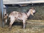 Anglo nubische bok, Dieren en Toebehoren, Schapen, Geiten en Varkens, Mannelijk, Geit, 0 tot 2 jaar