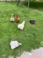 Zijdehoender hennen, Dieren en Toebehoren, Vrouwelijk, Kip