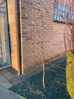 Hazelnootboom : hoogte 2m., Enlèvement, Ombre partielle, Autres espèces, 100 à 250 cm