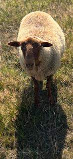 Moeren te koop, Dieren en Toebehoren, Schapen, Geiten en Varkens