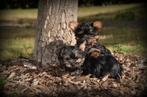 Yorkshire Terrier pups, Yorkshire Terriër, België, CDV (hondenziekte), 8 tot 15 weken