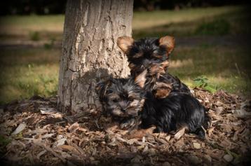 Yorkshire Terrier pups beschikbaar voor biedingen