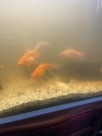 Aquarium met filter en 10 vissen en kast, Ophalen, Gebruikt