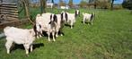 chevreaux maltais bouc et  chèvre, Chèvre