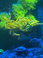 Koraal / Koralen Indo Gold Torch, Dieren en Toebehoren, Vissen | Aquariumvissen