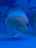 Discus bleu diamond, Vis, Zoetwatervis, Schoolvis