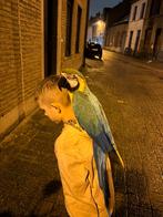 Handtamme ara papegaai man te koop/ruil, Mannelijk, Papegaai, Pratend