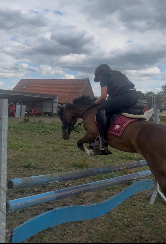B-pony, Dieren en Toebehoren, Paarden en Pony's | Dekhengsten en Fokmerries, Merrie