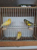 Kanaries, Dieren en Toebehoren, Mannelijk, Kleurkanarie