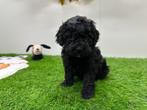 Nestje Dwergpoedel pups