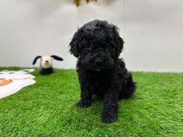 Nestje Dwergpoedel pups beschikbaar voor biedingen