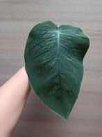 Monstera dubia, Ophalen of Verzenden