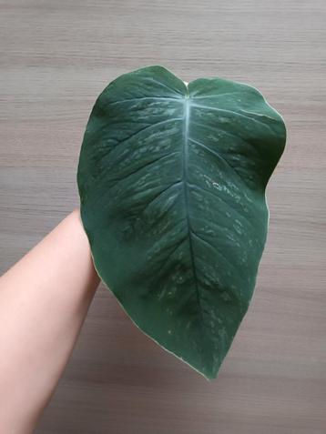 Monstera dubia beschikbaar voor biedingen