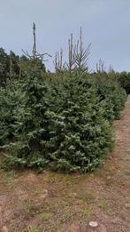 Prachtig lot kerstbomen in aanbieding, Ophalen of Verzenden