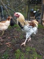 Haan legkip isa brown x ameraucana, Dieren en Toebehoren, Pluimvee, Mannelijk, Kip