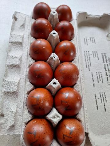 Broedeieren van marans zwart koprhals, Dieren en Toebehoren