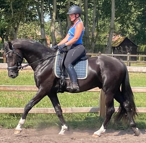 Bloedmooie zwarte ruin 4 jaar, Dieren en Toebehoren, Paarden, Ruin, B, 165 tot 170 cm, 3 tot 6 jaar, Dressuurpaard, Met stamboom