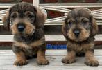 Ruwharige dwergteckel pups, Dieren en Toebehoren, België, CDV (hondenziekte), 8 tot 15 weken, Dwerg