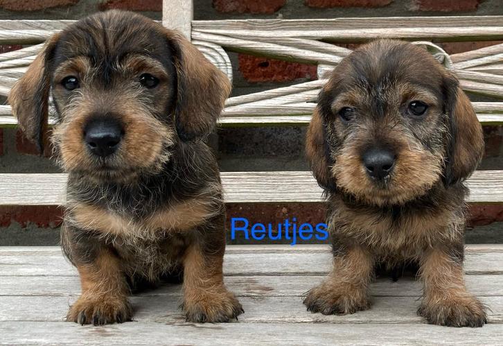Ruwharige dwergteckel pups, Dieren en Toebehoren, Honden | Teckels en Dashonden, Meerdere dieren, Ruwhaar, Dwerg, Fokker | Professioneel