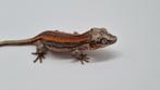 Rhacodactylus Auriculatus Gargoyle gekko