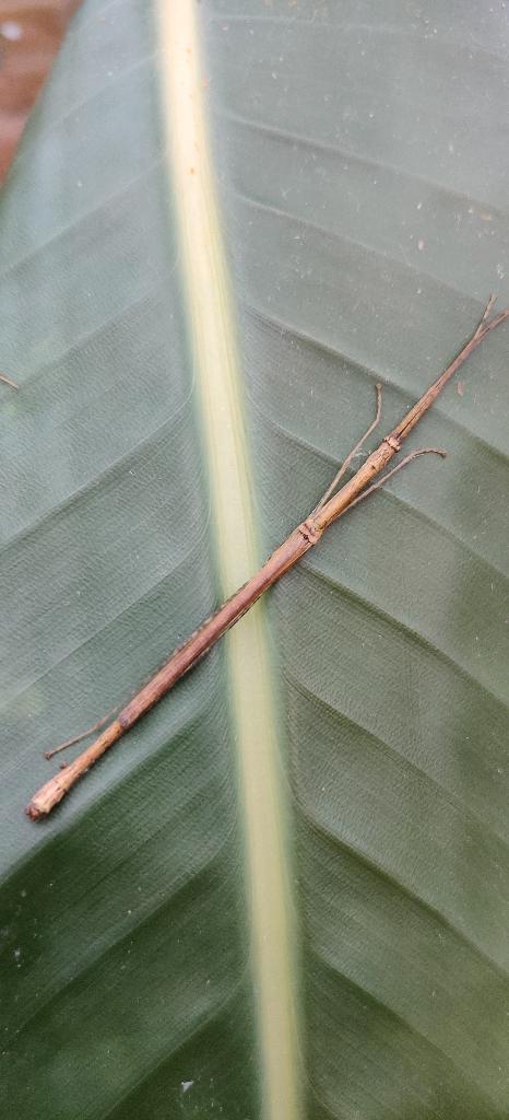 Wandelende takken - Asystata sp, Dieren en Toebehoren, Insecten en Spinnen, Wandelende tak