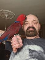 Edelpapegaai pop 6 maanden zie bij beschrijving, Dieren en Toebehoren